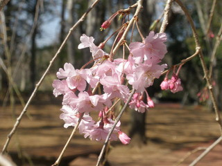 つくば植物園に行った^^@「tontonのブログ」