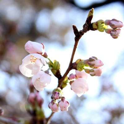 桜の下で!@有海老沢写真館 さん