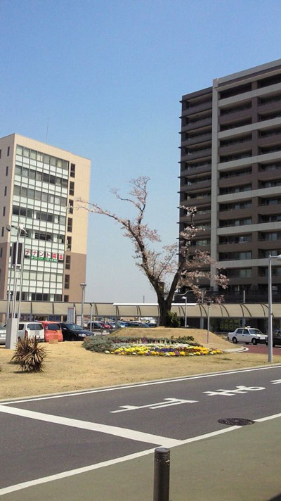 研究学園 駅前のシンボルツリー @「つくばであれこれ」