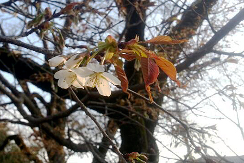 磯部桜川公園で一番早い山桜の開花