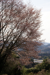 早咲きの山桜