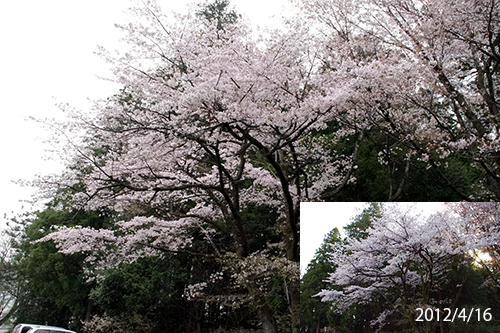 「磯部桜」に見る2013山桜