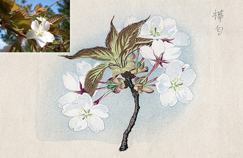 「桜川のサクラ」を代表する桜とは…