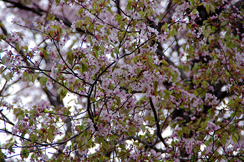 高峯希桜(たかみねのぞみざくら)