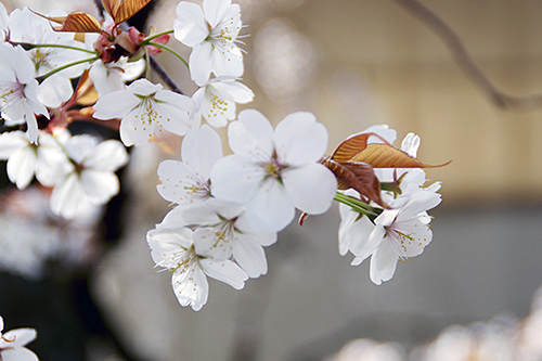 「桜川のサクラ」を代表する桜とは…