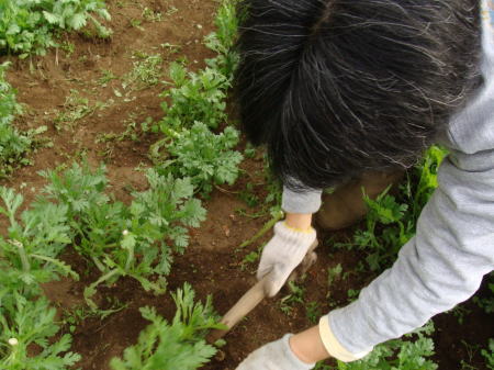 春菊の草取り