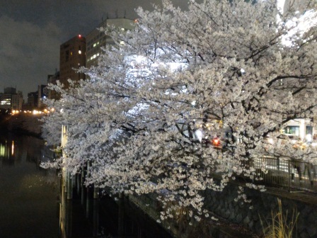 外濠沿いの夜桜! 外濠沿いの夜桜!