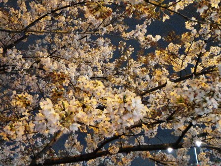 外濠沿いの夜桜! 外濠沿いの夜桜!