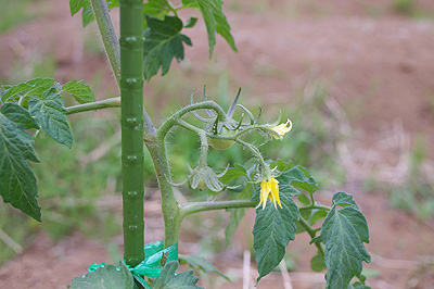 5月23日　つくばちゃんねる農園のトマト