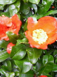 ザクロの花