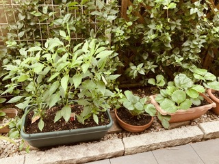 家庭菜園 家庭菜園