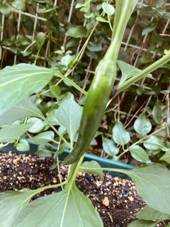 家庭菜園 家庭菜園