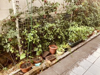 家庭菜園 家庭菜園
