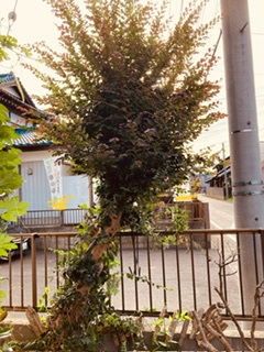 どん兵衛東西南北 どん兵衛東西南北