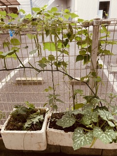 家庭菜園 家庭菜園