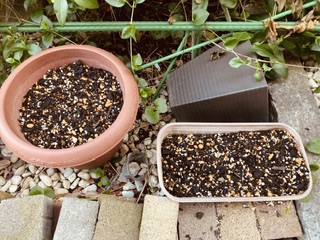 青唐辛子とエゴマ 青唐辛子とエゴマ