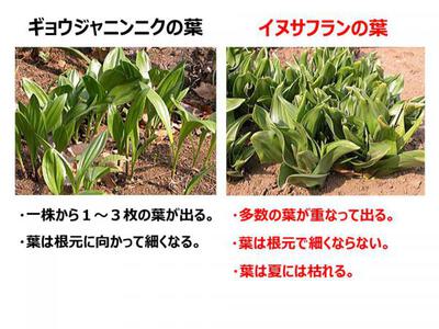行者ニンニク(ローカルフード) 行者ニンニク(ローカルフード)