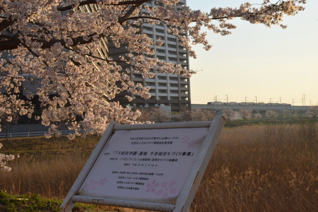 【研究学園の桜６】研究学園千本桜、１３年が経ち大きく綺麗になった！