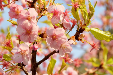 【研究学園の桜２】研究学園、早咲きの桜が花盛り！