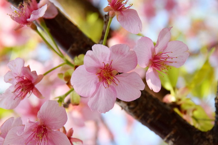 【研究学園の桜２】研究学園、早咲きの桜が花盛り！