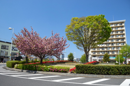 研究学園駅前はチューリップ、八重桜、ハナミズキ等が咲き誇る！