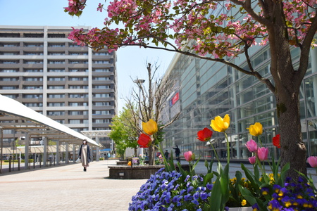 研究学園駅前はチューリップ、八重桜、ハナミズキ等が咲き誇る！
