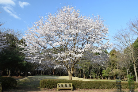 ２０１９研究学園の桜（第２回）