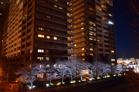 【研究学園の桜４】パークハウスのライトアップされた桜がそろそろ見ごろ！