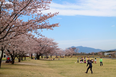 研究学園には桜の名所がたくさんあります！（第１弾）