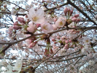 春が来た〜♪