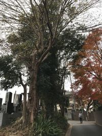 伐採の下見