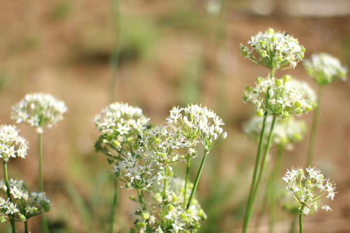 この花なに花