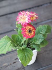 11月7日入荷の鉢花