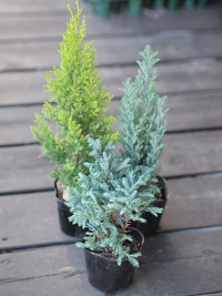 11月7日入荷の鉢花