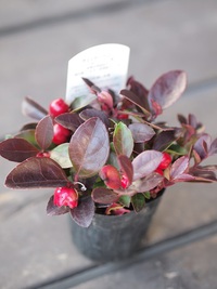 11月7日入荷の鉢花