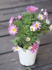 11月7日入荷の鉢花