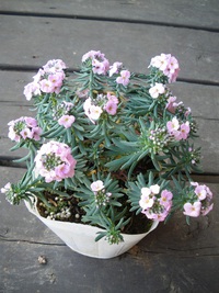 4月11日入荷の鉢花