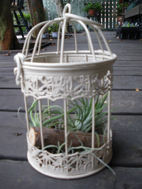 11月9日入荷の鉢花