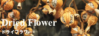 ドライフラワー-Dried Flower