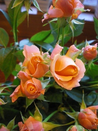 1月5日入荷の切り花