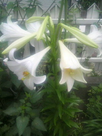 2009年06月14日