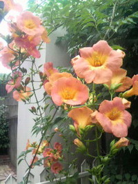 2010年07月06日