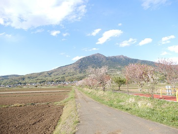 桜川・高峯山の山桜とサシバ