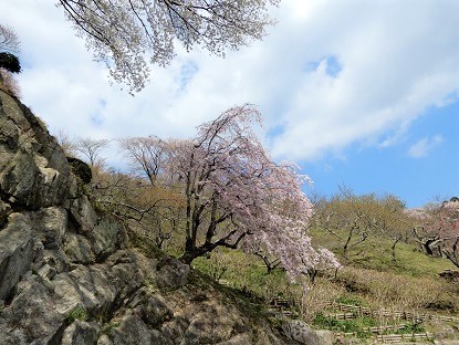 2022年4月上旬 筑波山梅林の山桜