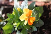 かわいいお花達・・