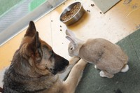 久々だニャ