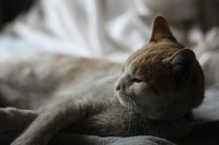 久々だニャ