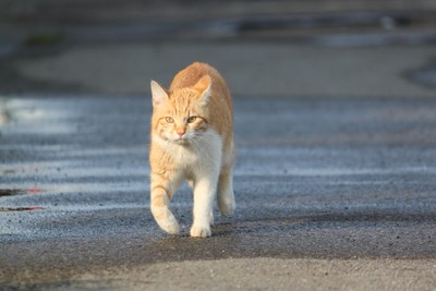 凛々しきネコフォト