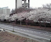 満開