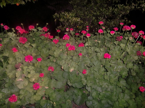 夜に咲く花(2009.4.17)